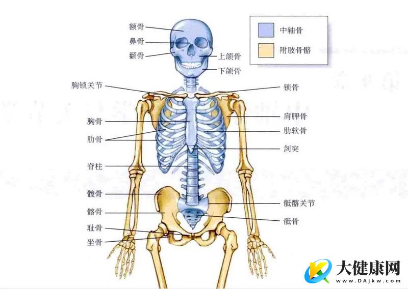 骨头变“酥”了，先别急着猛补钙！当心脖子里的“小豆子”在悄悄捣鬼